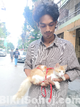 পার্শিয়ান মিক্স ব্রিড